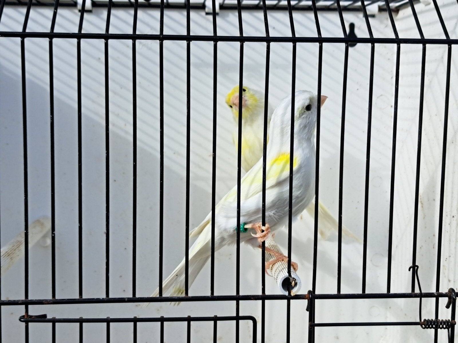 Geel mozaiek kanaries, Plusieurs animaux, Canari de couleur