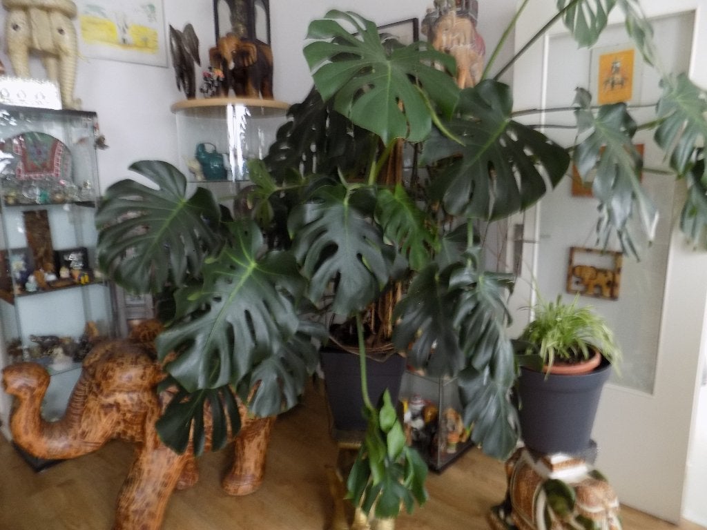 plante d'intérieur, Autres espèces, En pot, Enlèvement, 100 à 150 cm