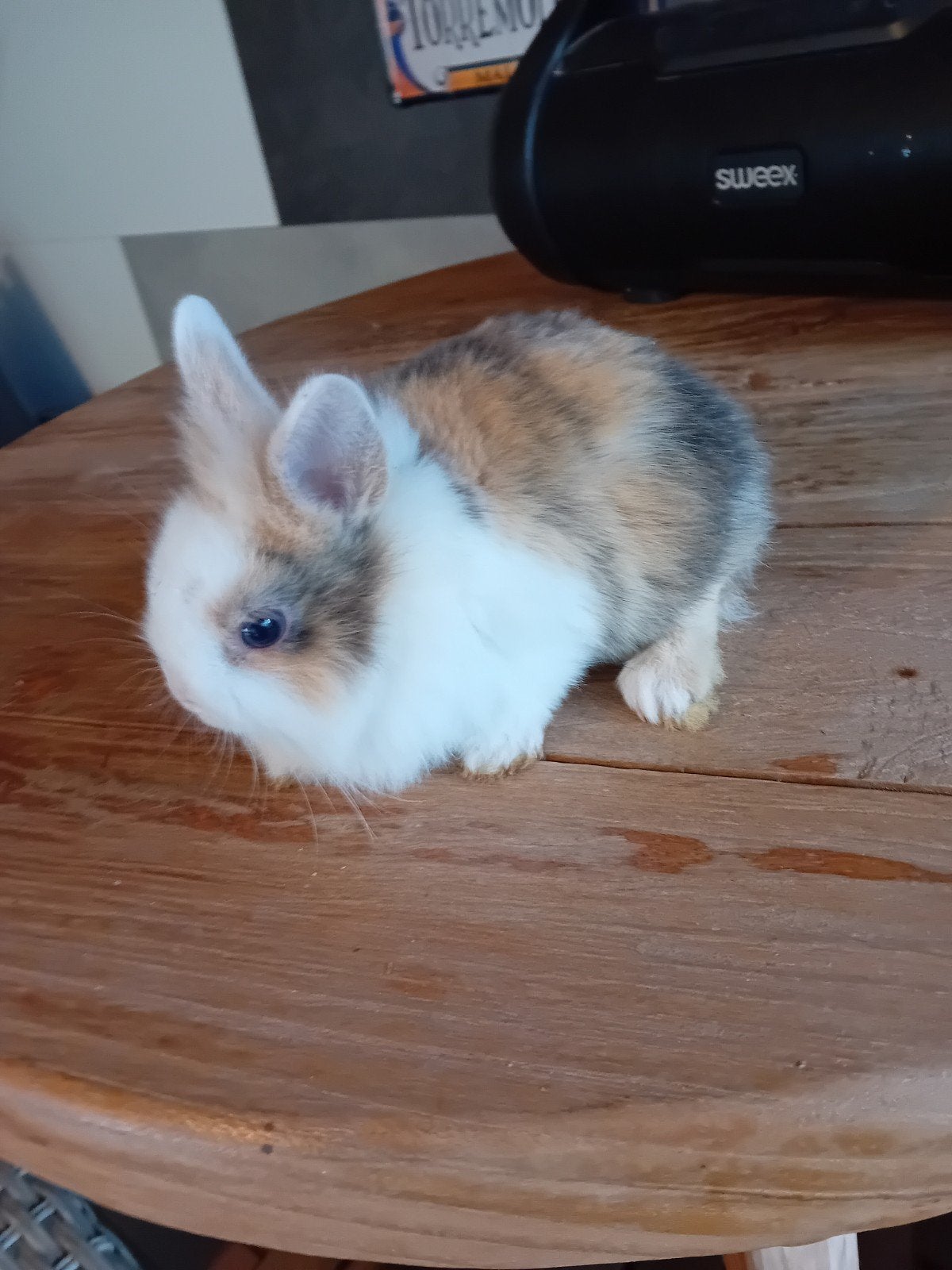 prachtige leeuwenkop konijntjes supertam, Dieren en Toebehoren