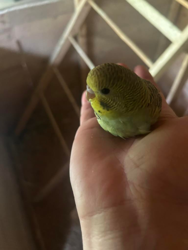JONGE GRASPARKIETEN, Sexe inconnu