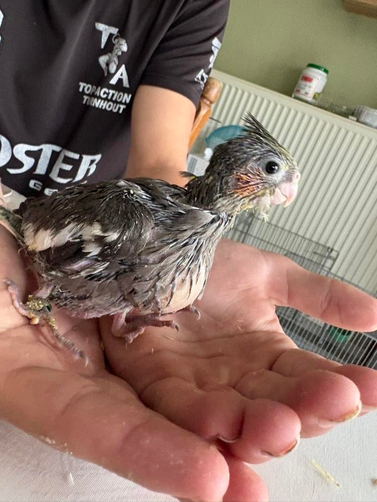 Tamme valkparkieten, Dieren en Toebehoren, Vogels | Overige Vogels