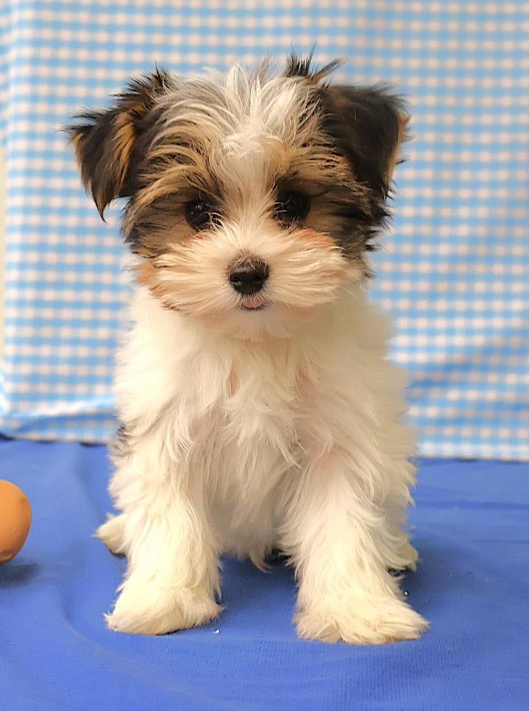 Super mooie Bieuwer Yorkshire pups!, Dieren en Toebehoren, 15 weken tot 1 jaar, Buitenland, Parvo, Meerdere