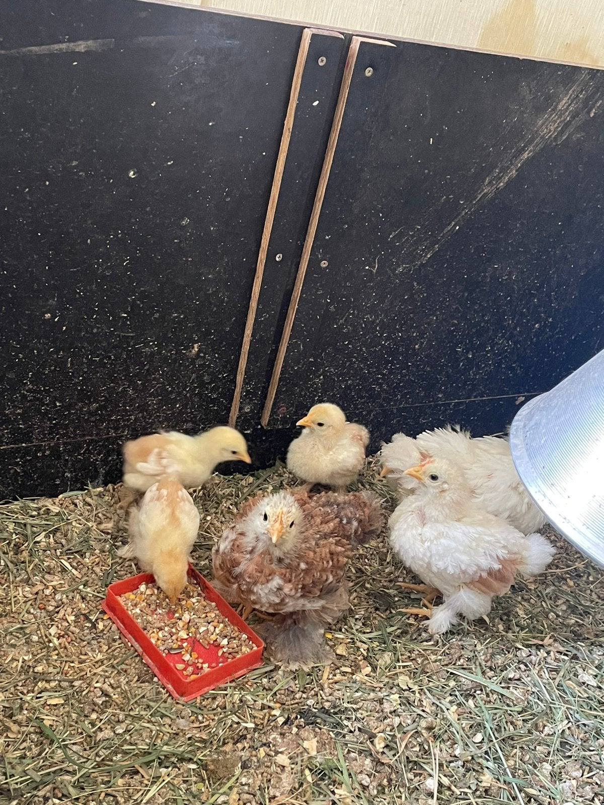 7 kuikentjes cochin kriel rood gepareld, Dieren en Toebehoren, Pluimvee, Geslacht onbekend, Kip