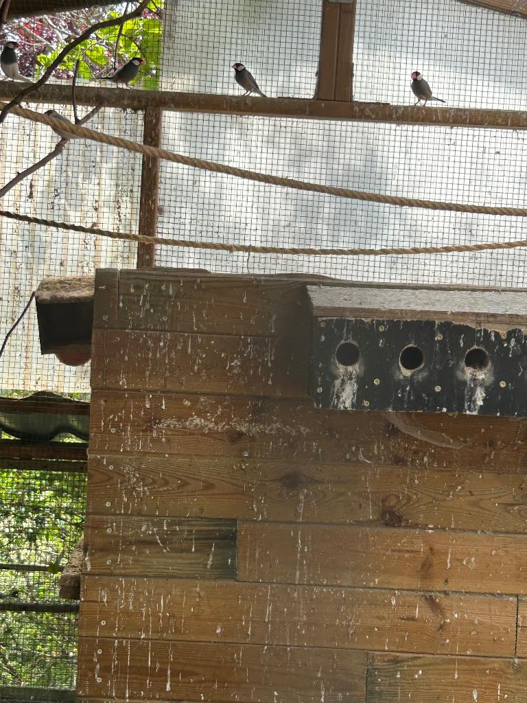 Padda, Dieren en Toebehoren, Meerdere dieren, Tropenvogel, Tam