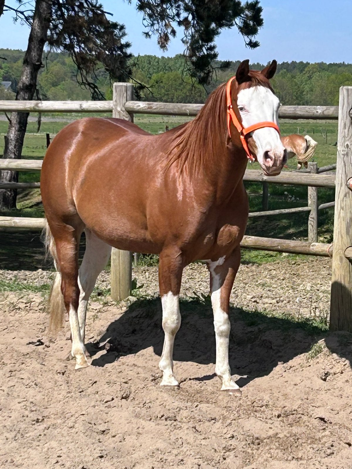 Gezocht bijrijder, Merrie, Westernpaard