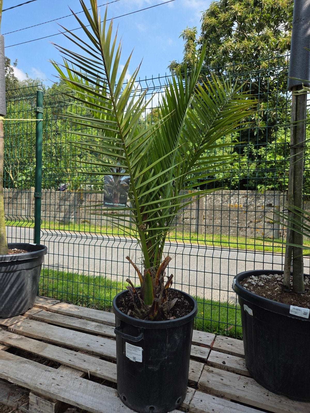 Phoenix Canariensis - dadelpalm, Tuin en Terras, Ophalen