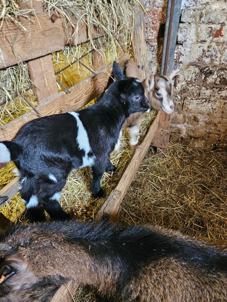 A vendre  jeunes bouc, Animaux & Accessoires