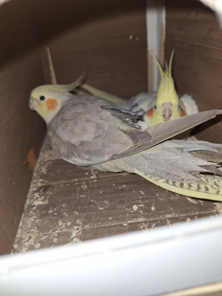 Ik zoek iemand die voor mijn dieren kan zorgen voor 1 maand, Dieren en Toebehoren