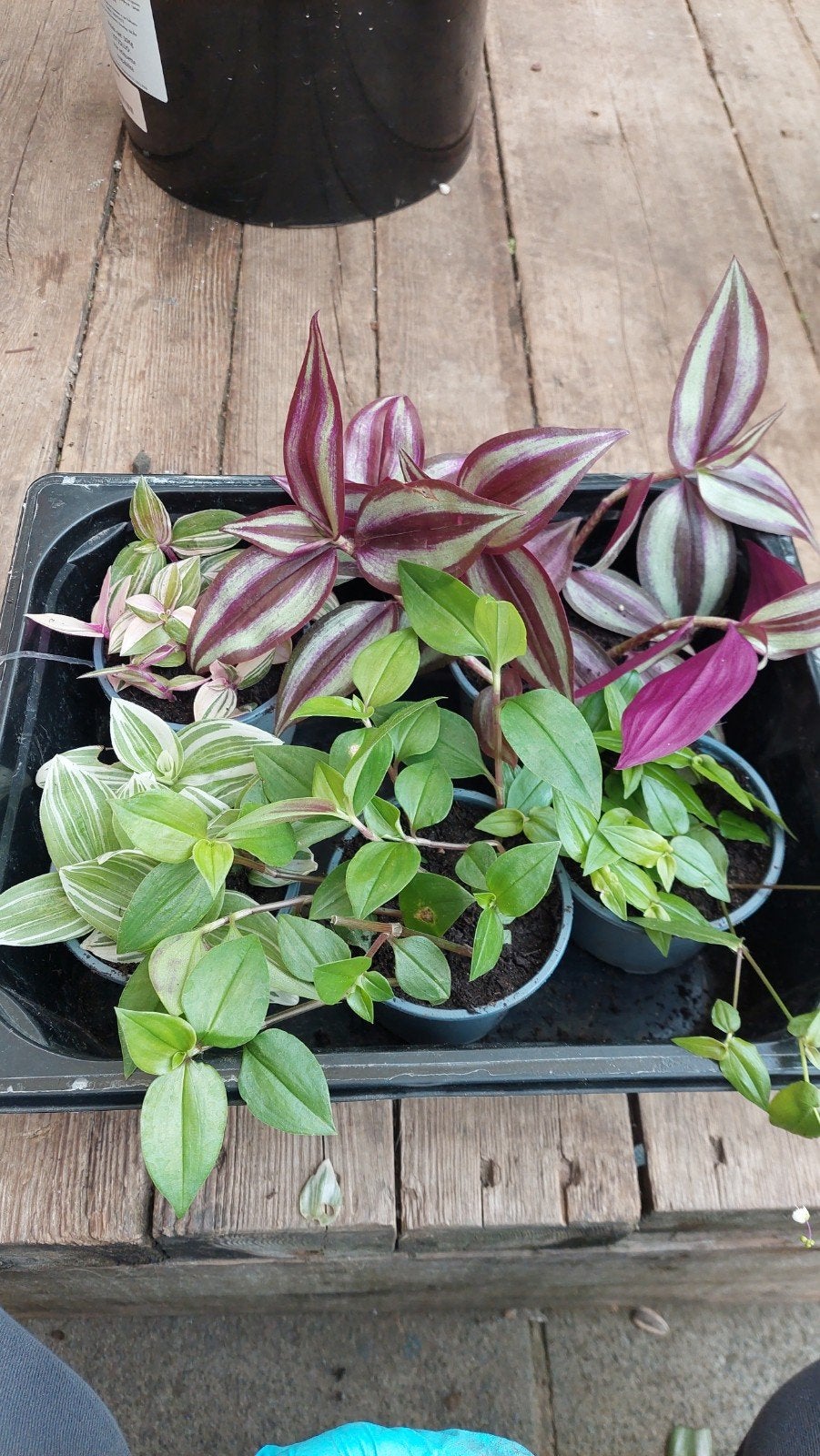 tradescantia, Enlèvement ou Envoi