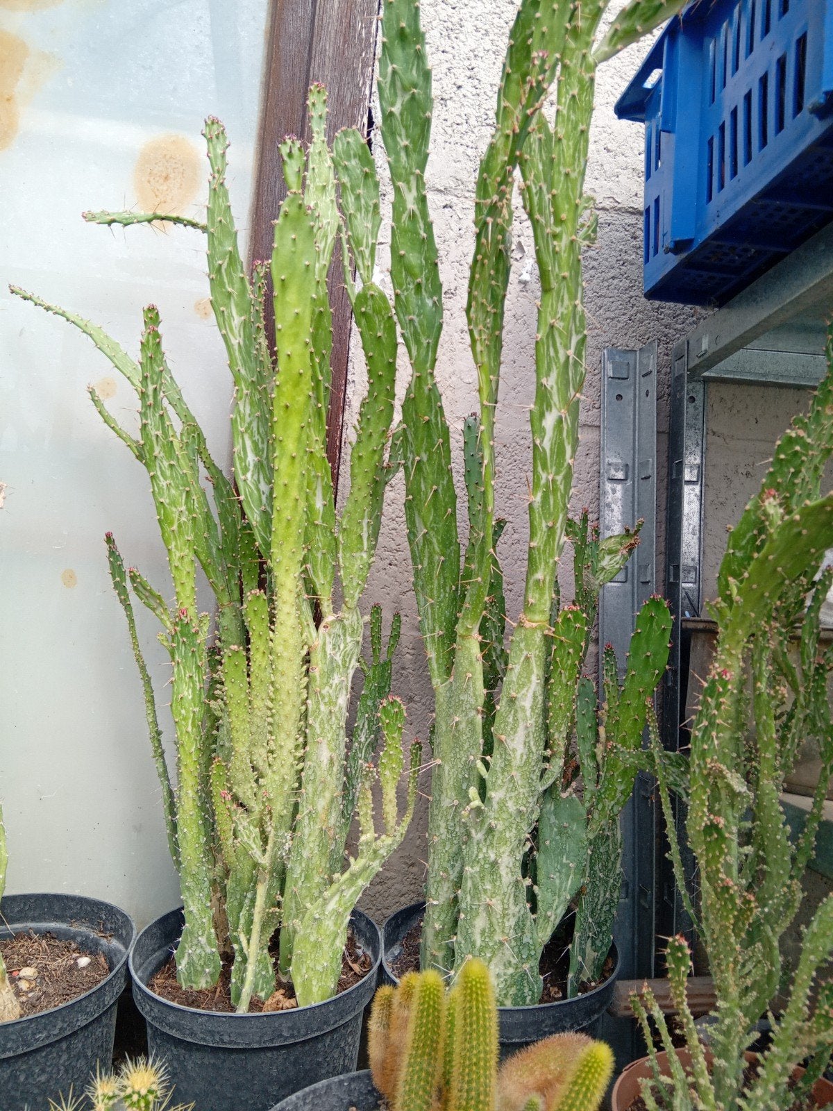 cactussen, Enlèvement