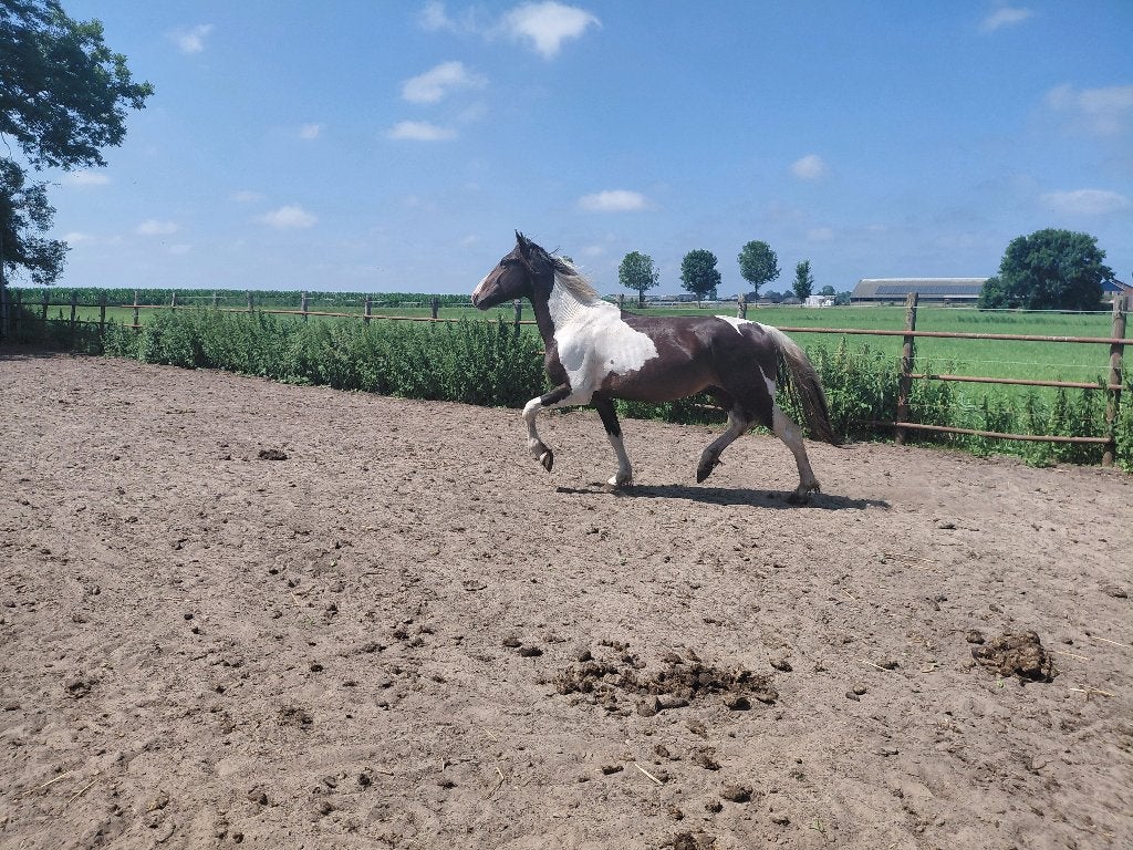 Mooie 4 jarige barock pinto hengst, Dieren en Toebehoren, Paarden, Hengst, Met stamboom, 3 tot 6 jaar