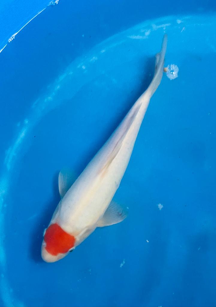 Tancho Tosai 32cm., Dieren en Toebehoren, Vissen | Vijvervissen, Karper of Koi