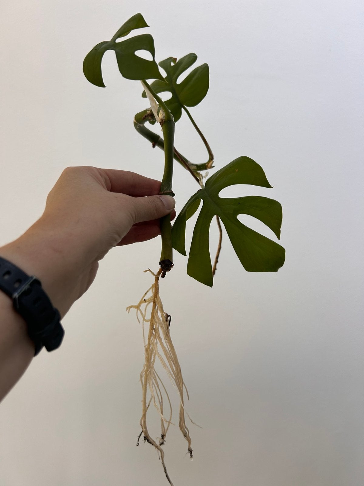 Monstera Minima / Rhaphidophora Tetrasperma, Huis en Inrichting, Kamerplanten, Ophalen
