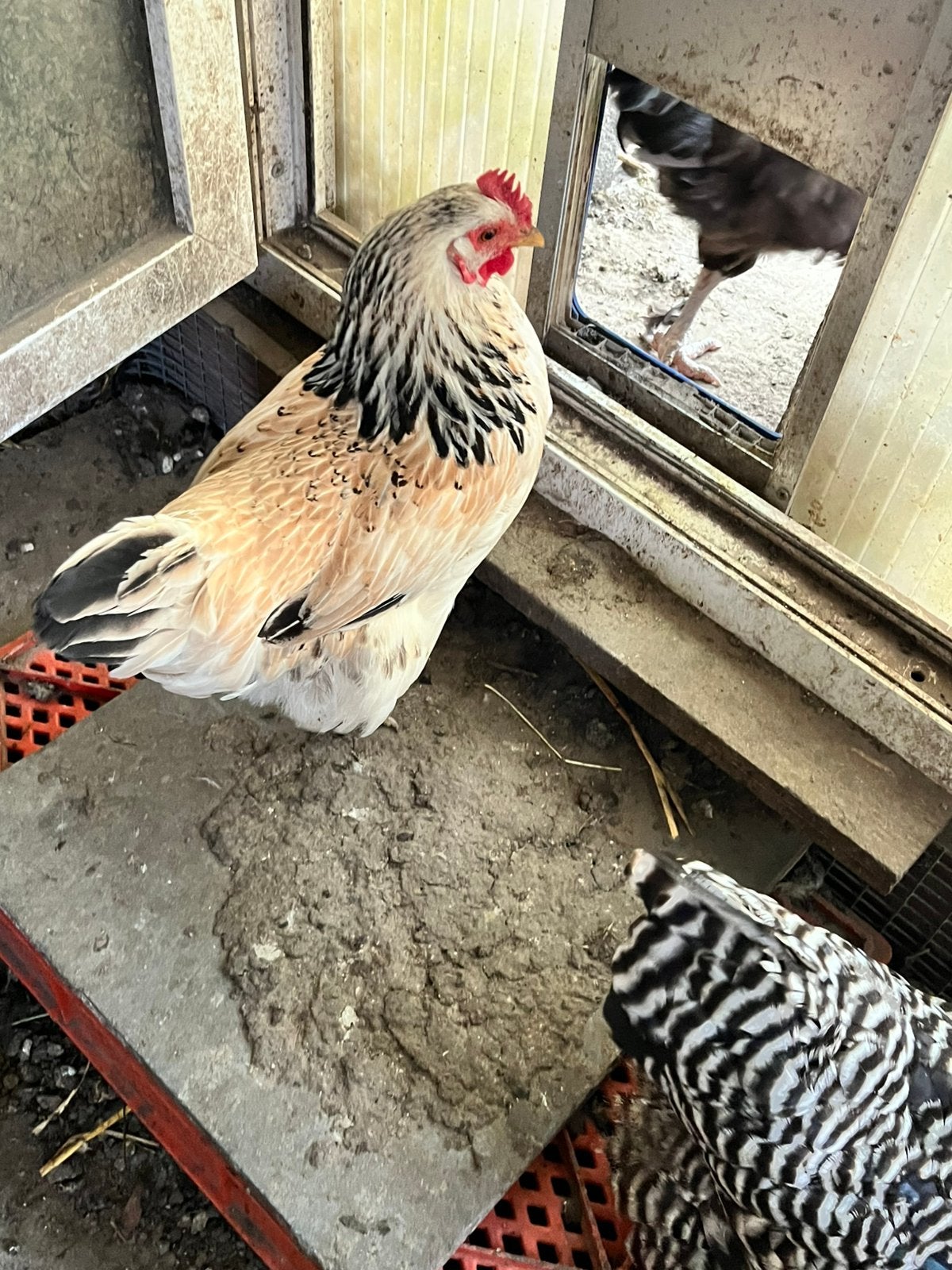 Jonge leg hennen, Animaux & Accessoires, Poule ou poulet