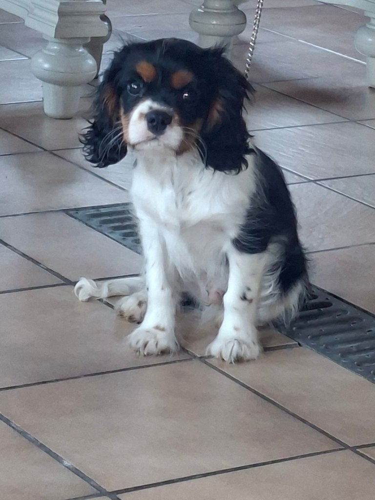Magnifique chiot cavalier King Charles., Animaux & Accessoires, Chien (mâle), Maladie de Carré (chiens), Belgique, Éleveur | Loisir