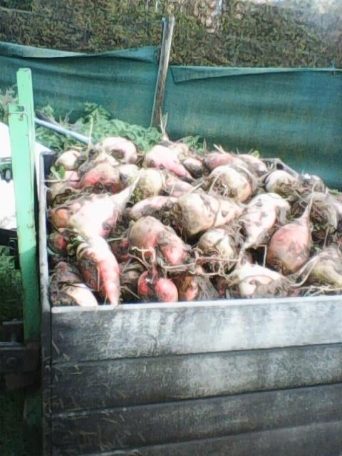 Voederbieten, Ophalen, Vee