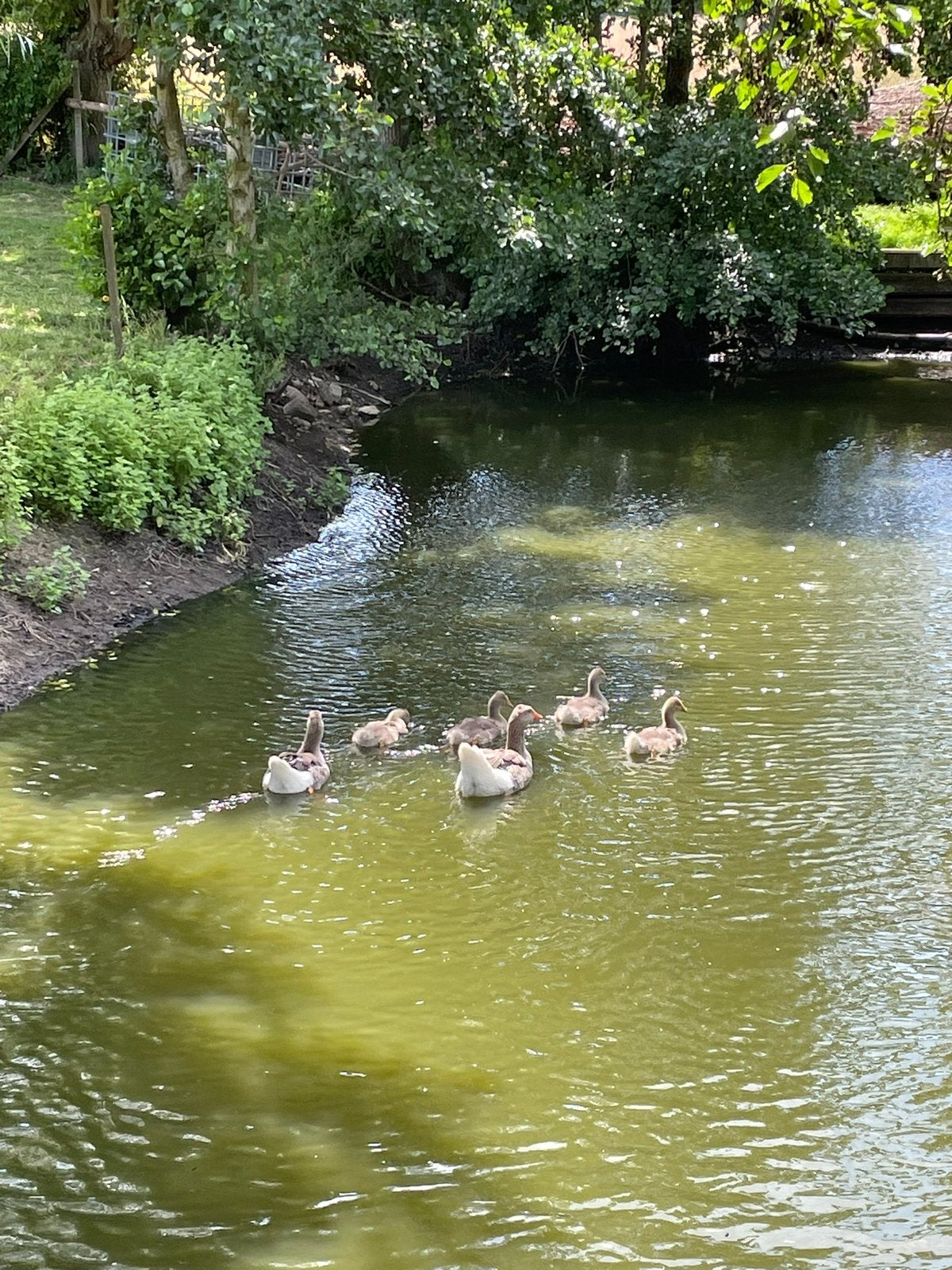 Ganzen jongen 4 stuks, Sexe inconnu, Oie ou Cygne