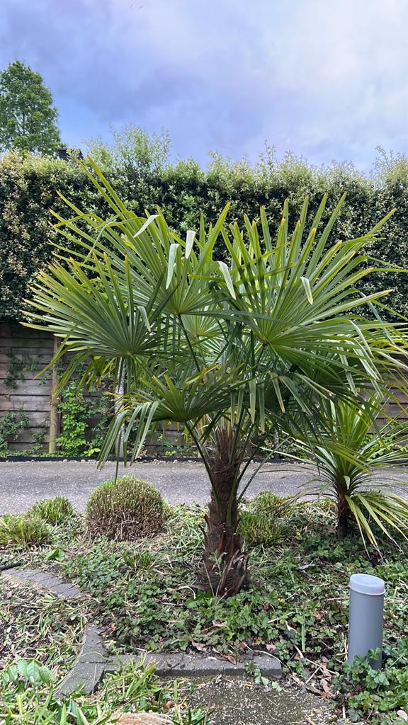 Palm, Ophalen