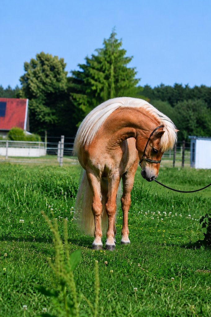 AMHA / NMPRS veulentjes, minipaardjes hengstjes en merrie's, Animaux & Accessoires, Poneys, Étalon, Poney de récréation, 0 à 2 ans
