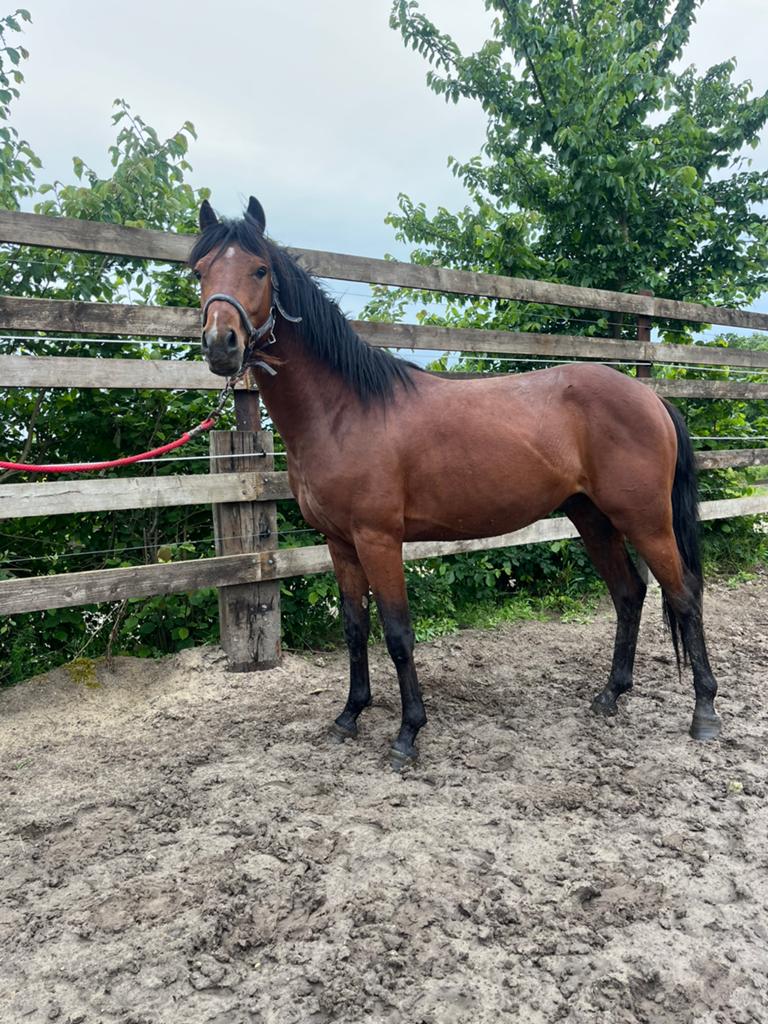 2jarige hengsten C- en D-pony, Dieren en Toebehoren, Pony's, Hengst, Onbeleerd, D pony (1.37m tot 1.48m), Springpony, 0 tot 2 jaar