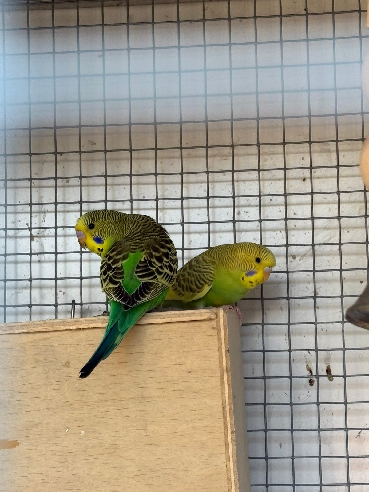 Grasparkirt, Dieren en Toebehoren, Meerdere dieren, Parkiet