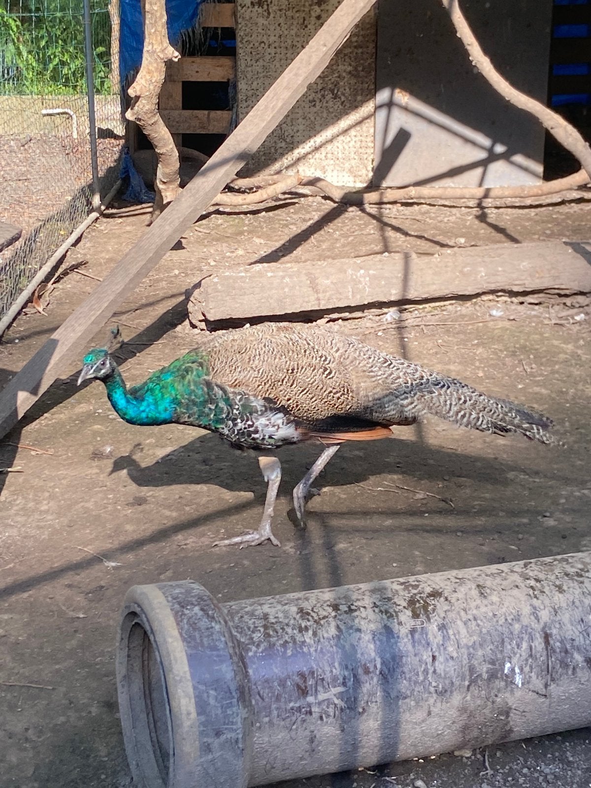 Paon bleu, Mâle