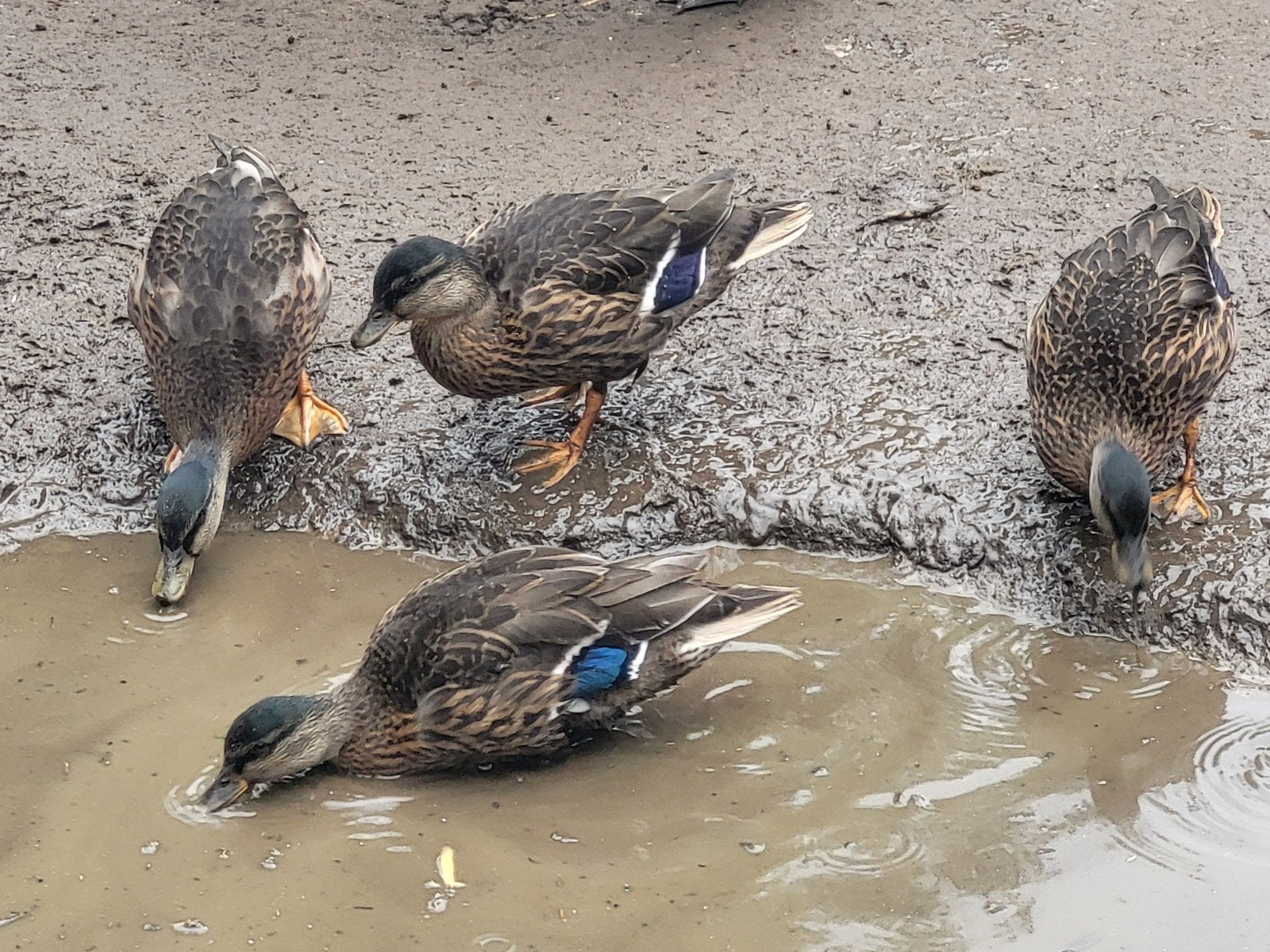 Hollandse kwakers, Meerdere dieren, Eend