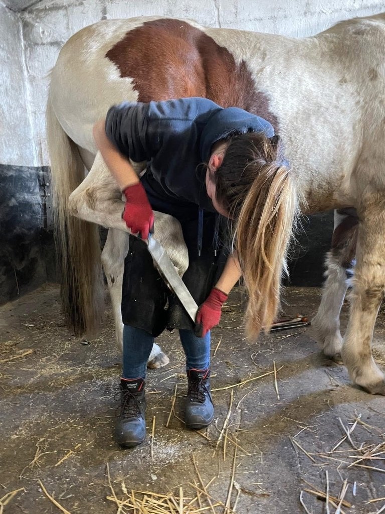 Bekappen paard/pony/ezel Brugge