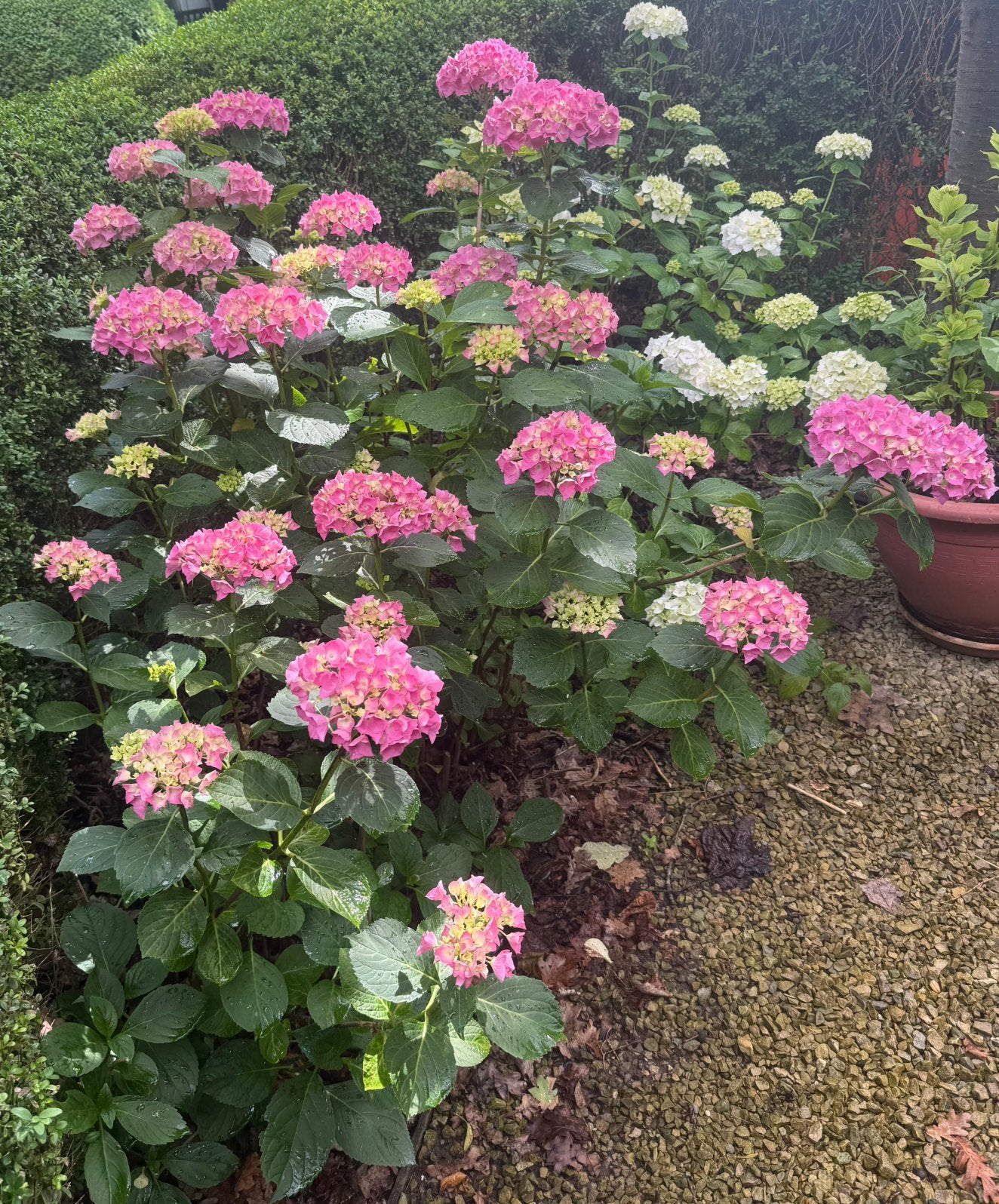 Tuin onderhoud, snoeien, maaien.Nieuwe tuin en terras maken, Ophalen of Verzenden