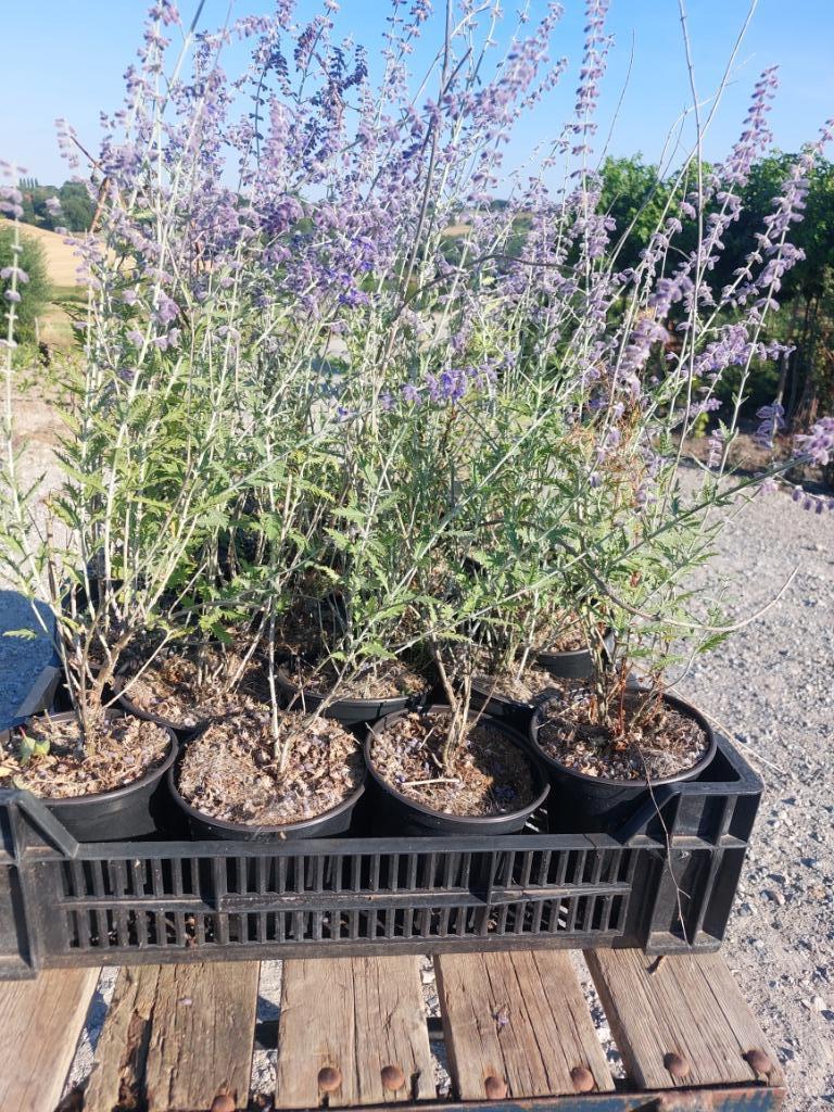 Perovskia of Russische Salie: paarse bloemtuilen in zomer, Volle zon, Vaste plant, Zomer, Ophalen