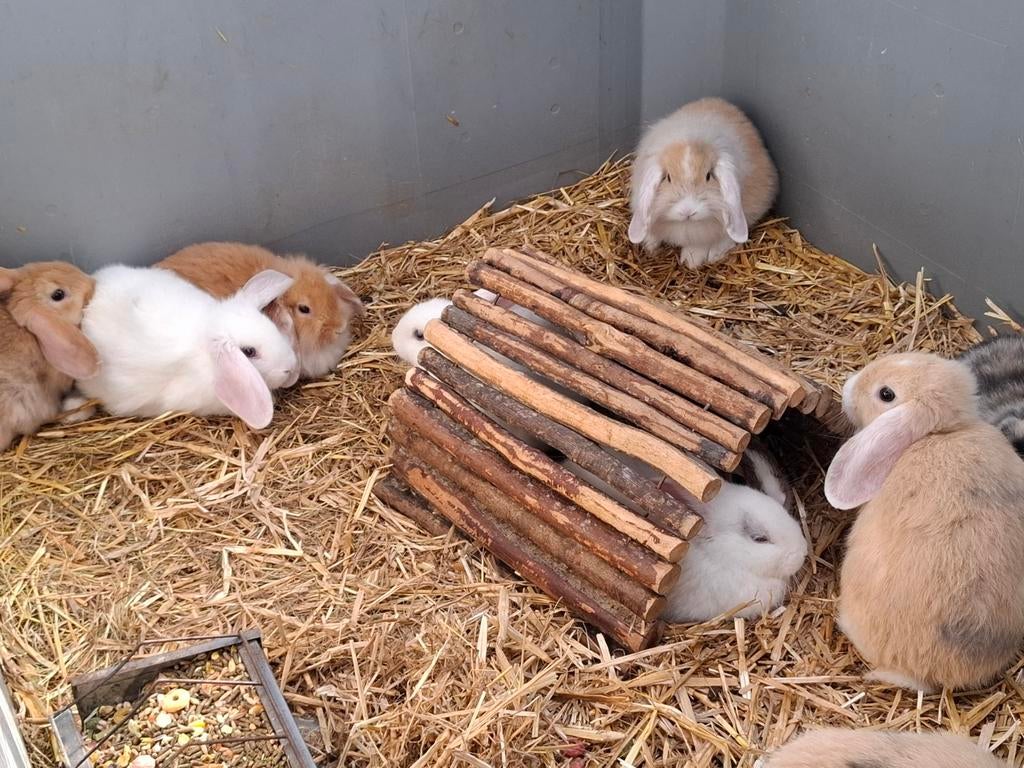 konijntjes dwergkonijntjes nederlandse hangoor konijnen, Hangoor