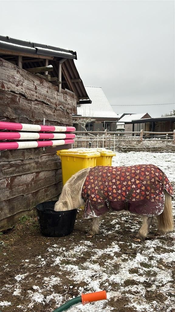 Halve Stal met een Hart voor de Kudde, Dieren en Toebehoren, Paarden, Zadelmak, 7 tot 10 jaar, 160 tot 165 cm, Meerdere dieren