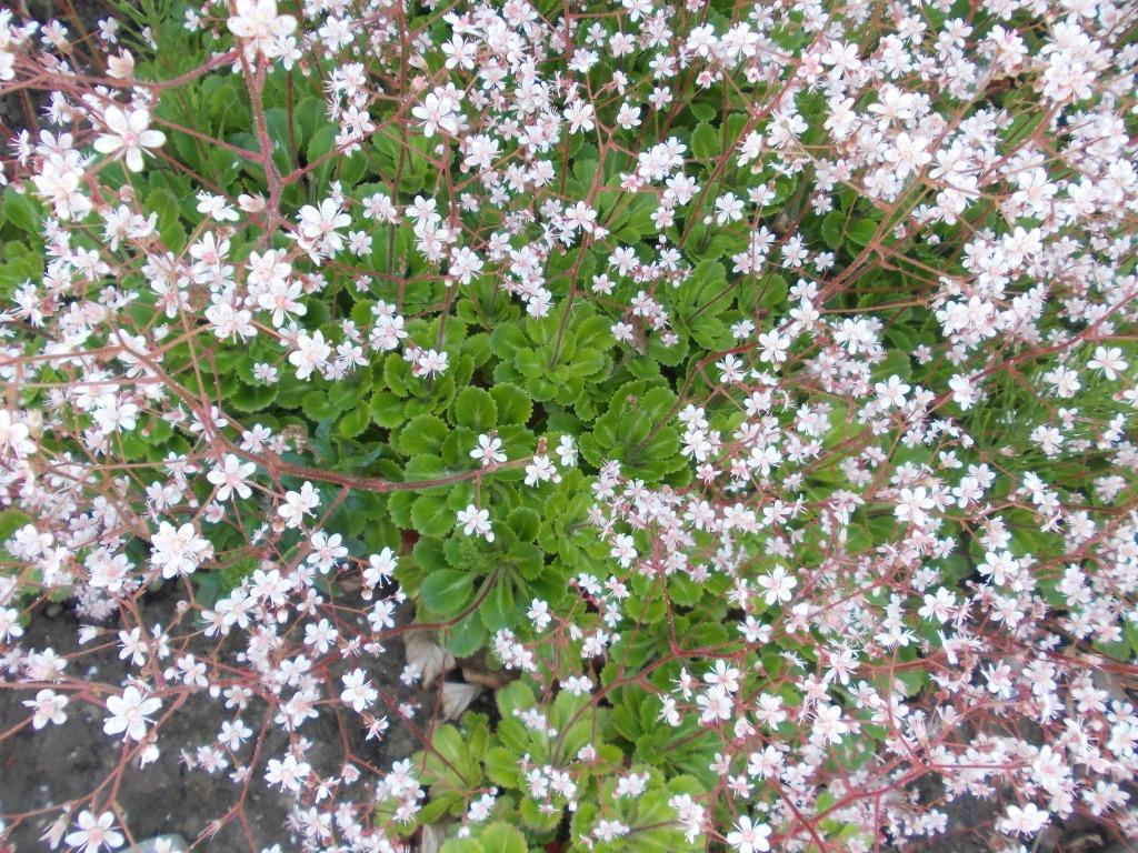 Plantules, Enlèvement ou Envoi, Printemps, Plante fixe