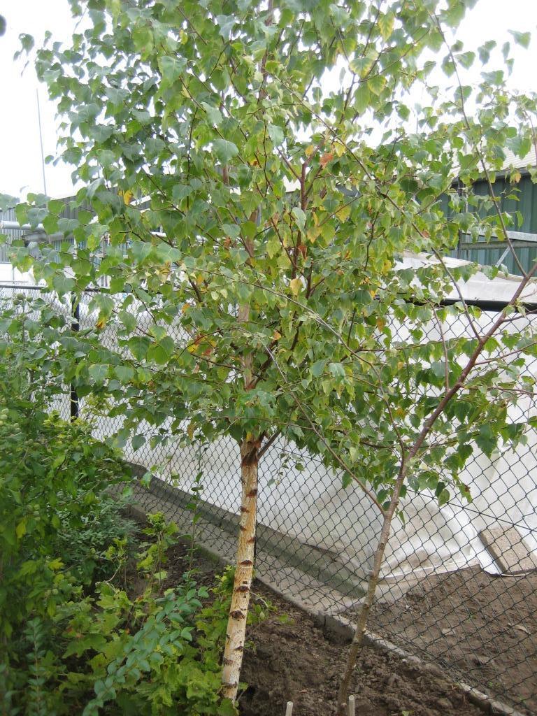 berkenbomen, Ophalen, Overige soorten, 100 tot 250 cm