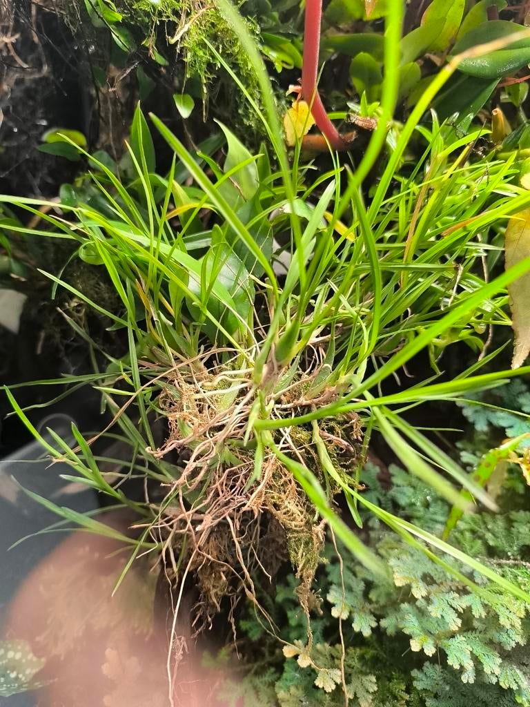 orchidée botanique ornithophora sigmatostalix radicans, Enlèvement ou Envoi