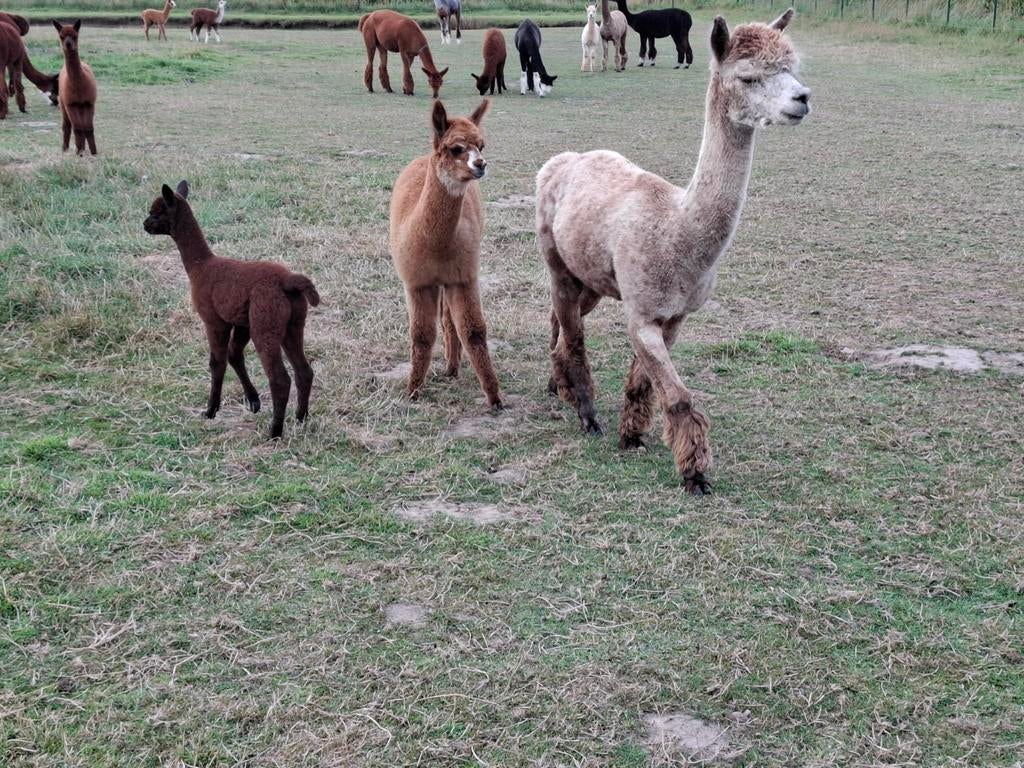Alpaca alpaca's, verschillende kleuren, ruime keuze, Februari, Meerdere dieren