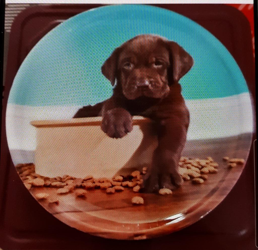Assiette deco petit chien plastique, Antiquités & Art, Enlèvement ou Envoi