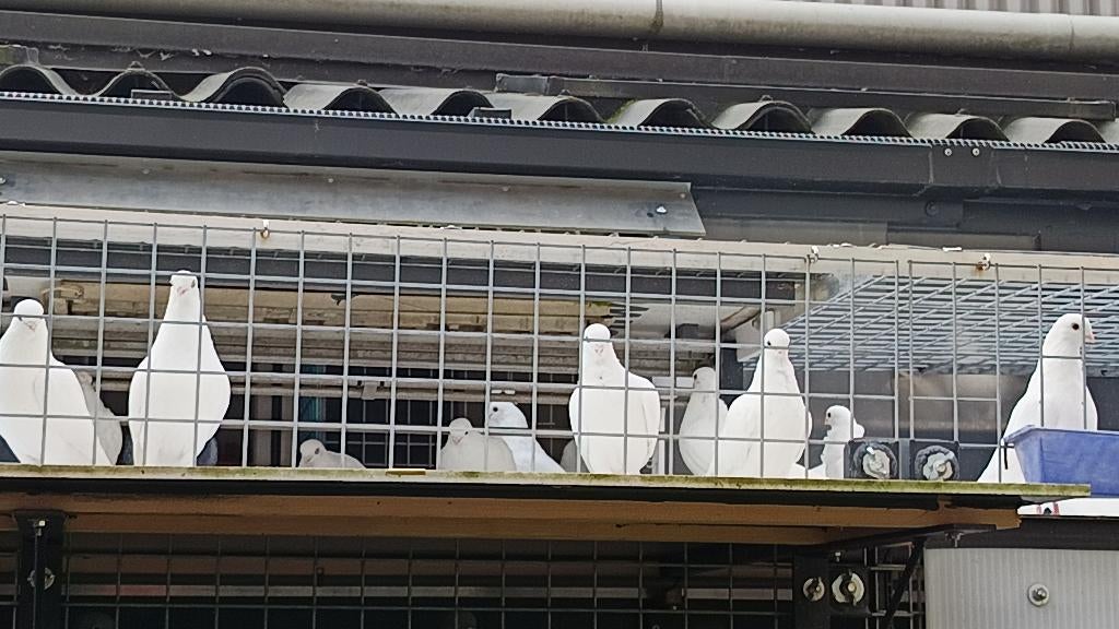 Figuritas te koop, Dieren en Toebehoren, Januari, Meerdere dieren