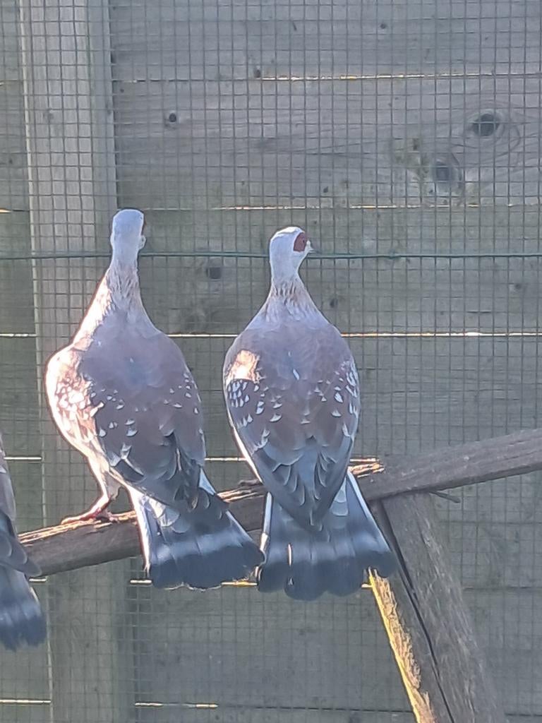 Guinea duiven 2025, Dieren en Toebehoren
