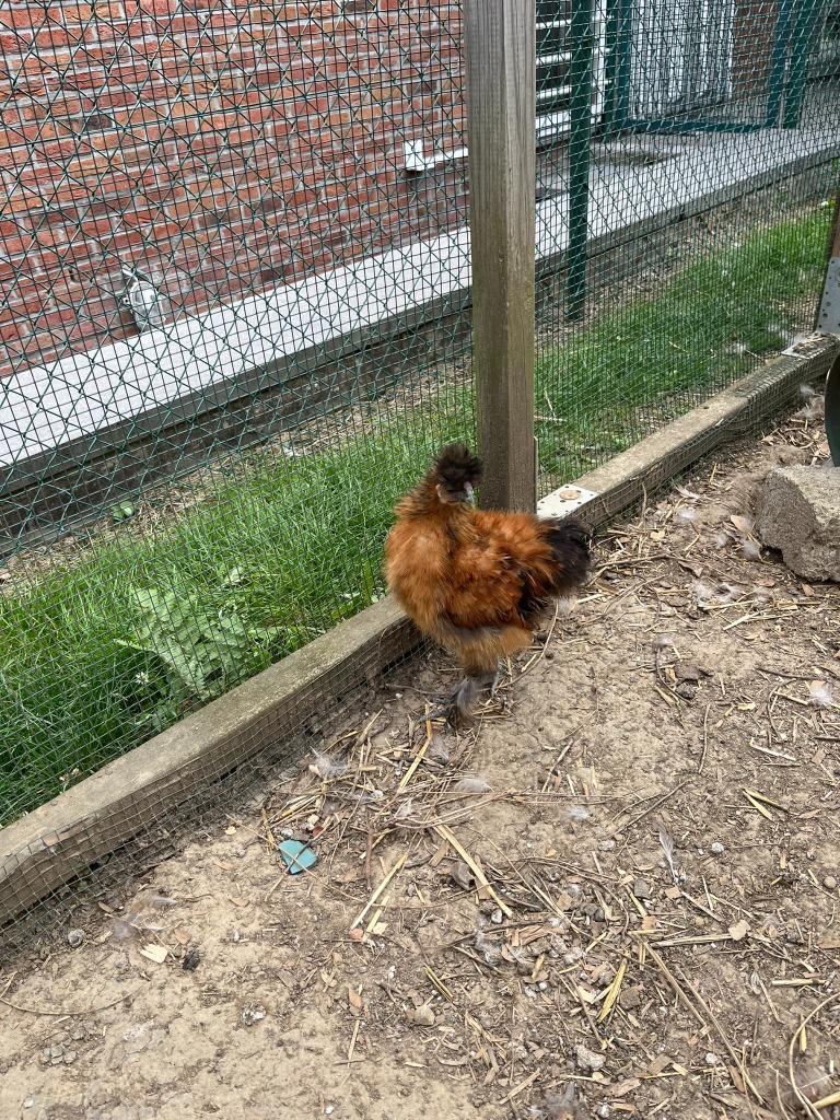 poules, Plusieurs animaux, Poule ou poulet