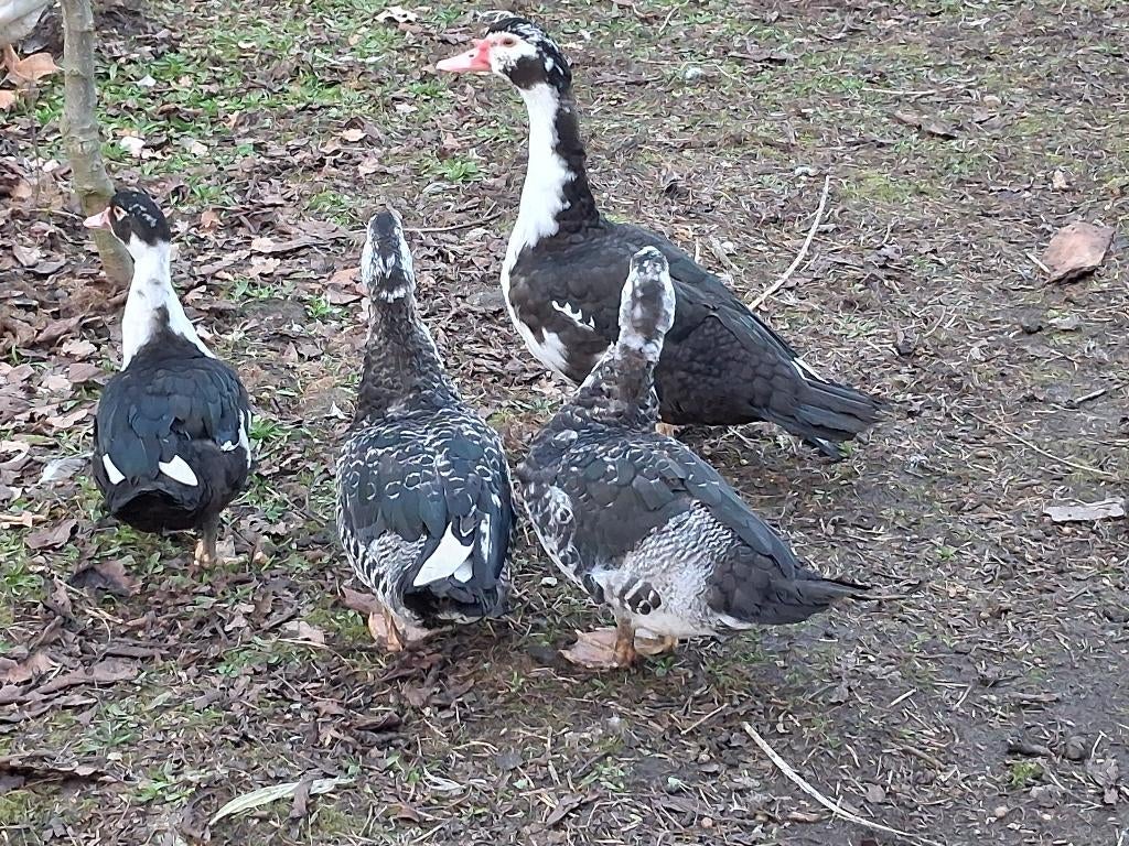 TE KOOP:JONGE BARBARIE EENDEN, Plusieurs animaux, Canard