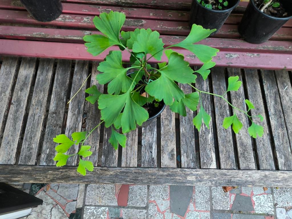 ginkgo biloba, Tuin en Terras, Ophalen, Herfst