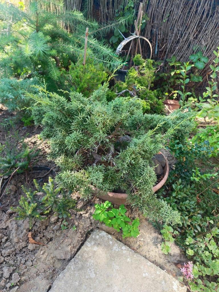 startplant bonsai juniperus, Tuin en Terras, Ophalen, In pot