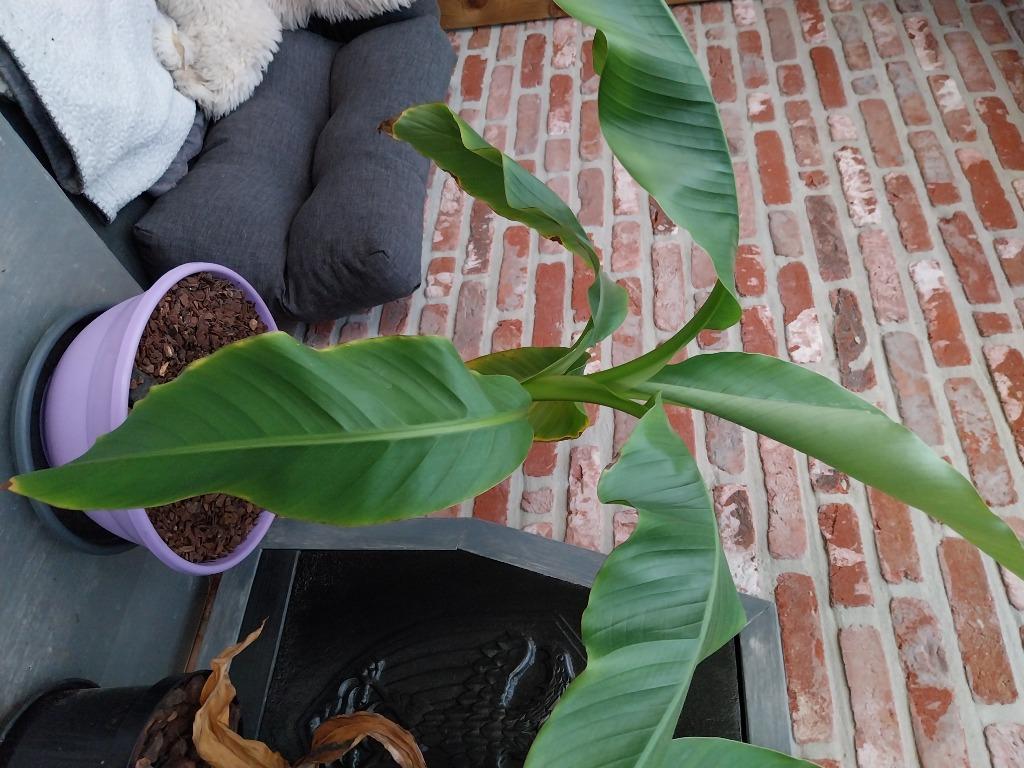 Bananenplant, Ophalen, Vaste plant, Fruitplanten, Halfschaduw