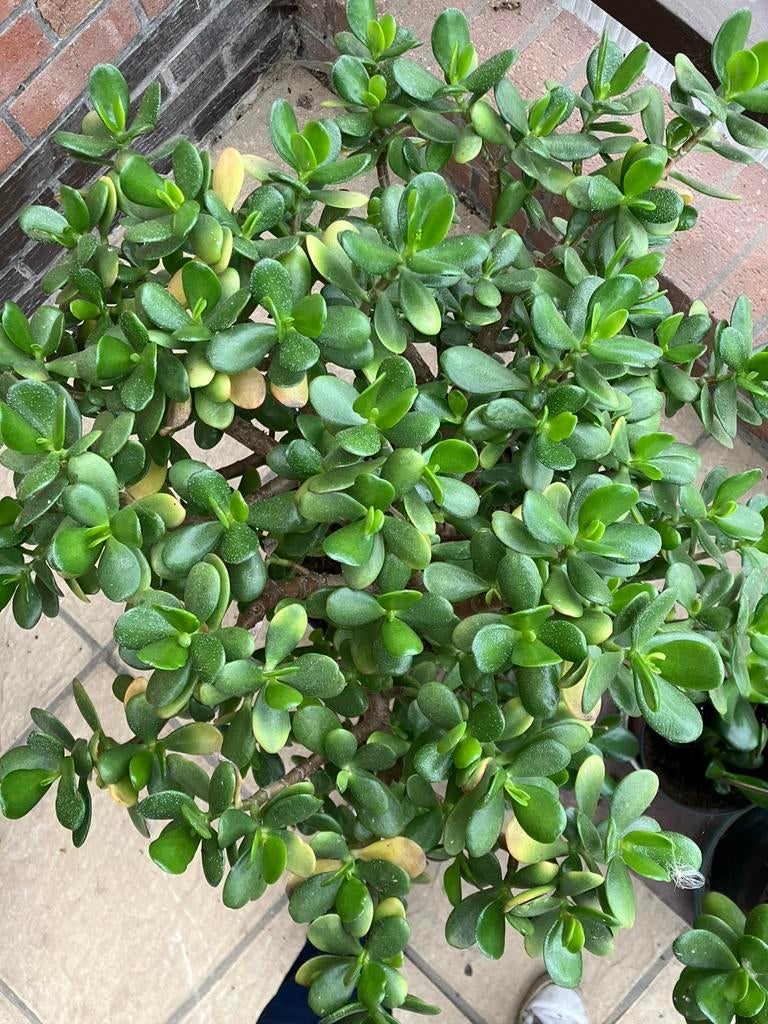 Crassula ovata, Autres espèces, Ne fleurit pas, Enlèvement, Plante fixe