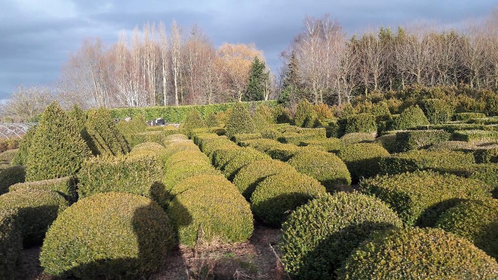 BUXUS BOLLEN KEGELS KUBUSSEN RECHTSTREEKS VAN DE KWEKER, Ophalen