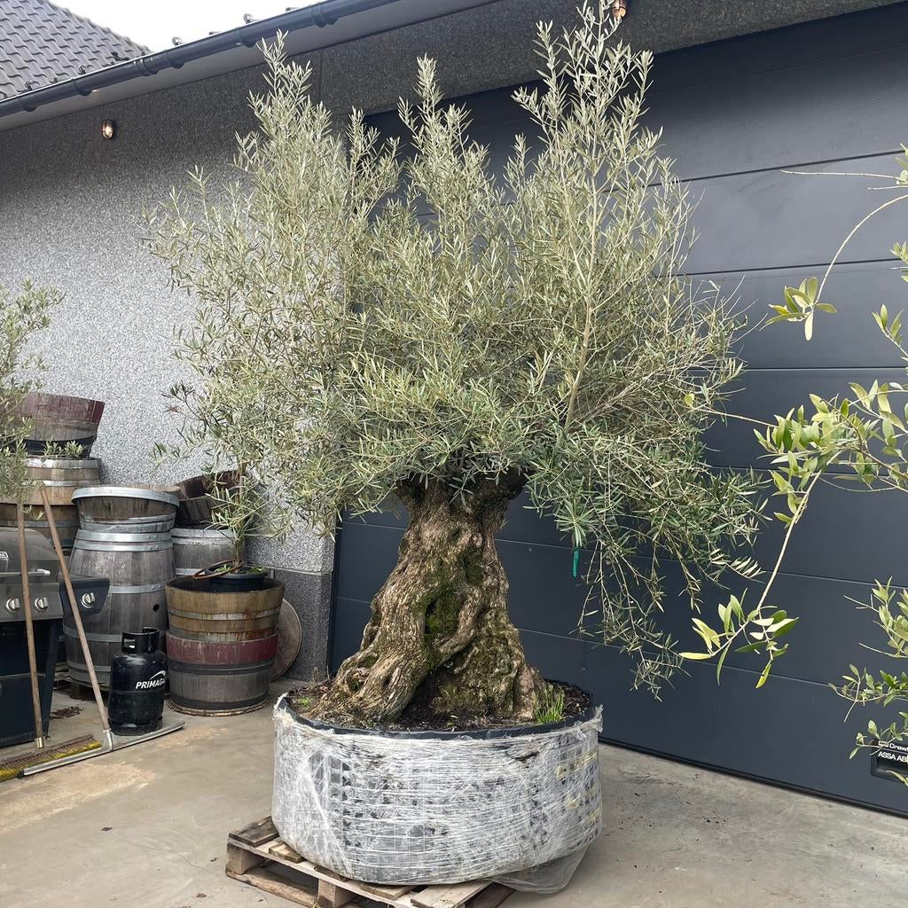 ‼️MEGA Olijfboom aan PROMOprijs‼️, Tuin en Terras, Planten | Bomen, Ophalen, Olijfboom