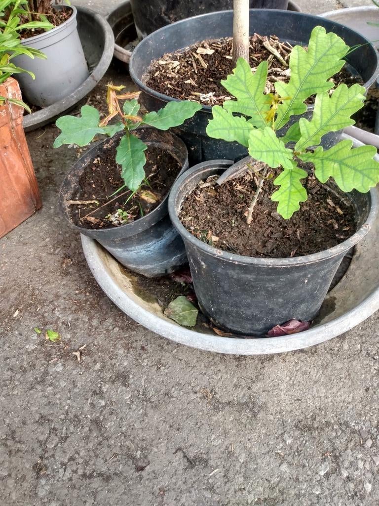 Eikeboompjes, Tuin en Terras, Ophalen