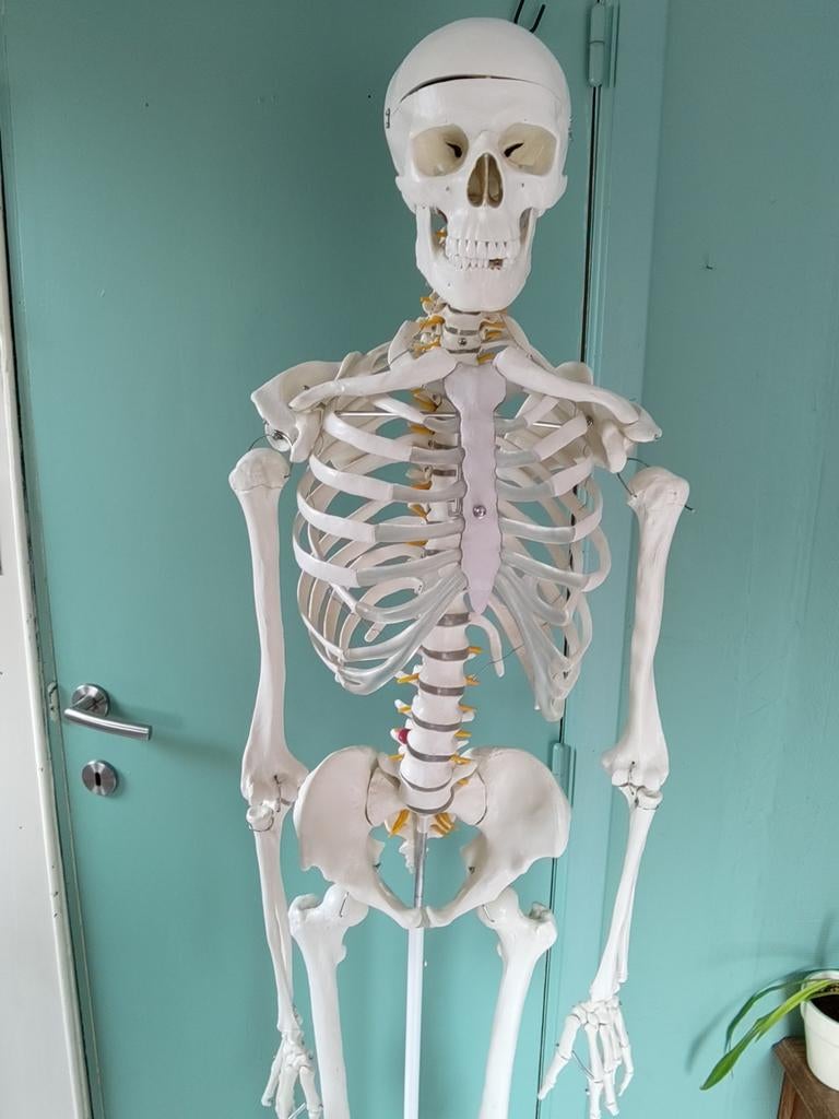 Anatomisch skelet, Diversen, Schoolbenodigdheden, Ophalen