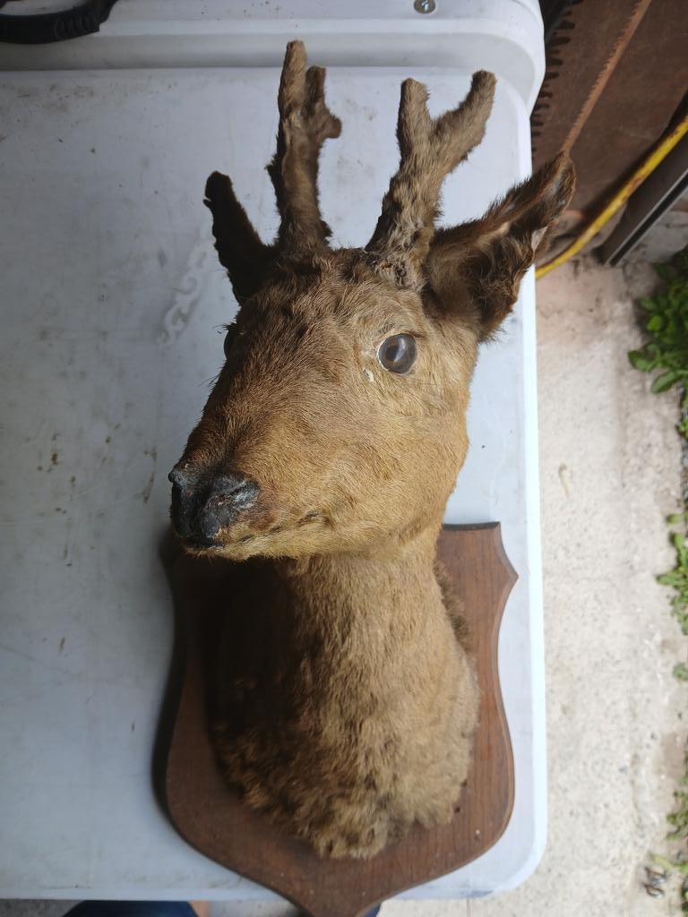 Animal empaillé, Enlèvement, Utilisé, Cerf, Animal empaillé